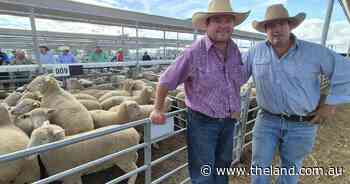 Werris Creek producers hit $305 with second-cross Poll Dorset lambs