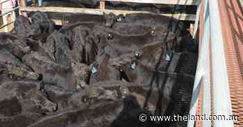 Northern buyers dominate Braidwood store sale as conditions dry out nearby