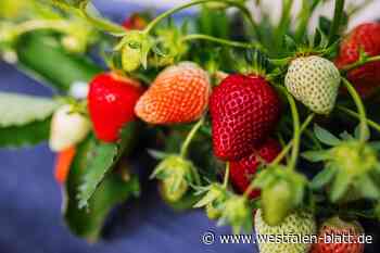 Erdbeerernte in Höxter startet früh