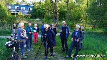 Der Pirol flötet früh am Silbersee