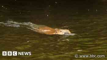 Wild beaver swims in Welsh river in 'phenomenal' moment