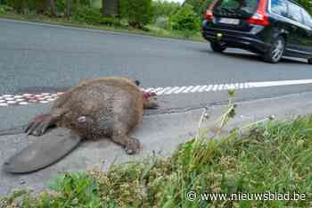Geen pad, geen kat, geen egel… wel een platgereden bever langs de N16: “Waarschijnlijk jong dier dat territorium moest verlaten”