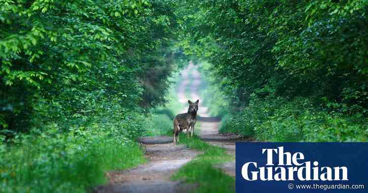 Country diary: I inhaled a whiff of wolf urine – it was the true essence of wilderness | Mark Cocker