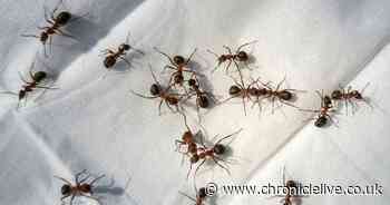 Gardners swear by £2 item that will stop ants 'invading' your home