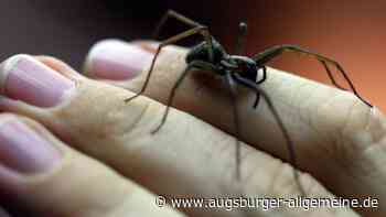 Unfall wegen Spinne: Frau erschrickt und kracht gegen geparktes Auto