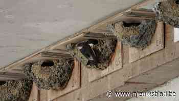 Natuurpunt Kempen zet huiszwaluw in de kijker als soort van het jaar: “Voortbestaan behendige luchtacrobaat staat onder druk”