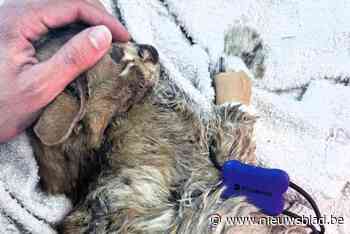 Kater Koekie overleeft val van 20 meter in waterput: “Hij moet er dagen of zelfs weken vastgezeten hebben”