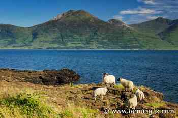 BTV-3 vaccine approved in Scotland but concerns remain