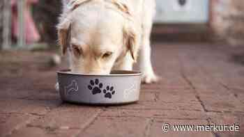 Nassfutter für Hund: Wie lange draußen stehen lassen?