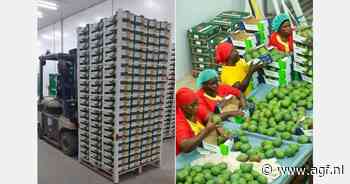 Onzekerheid in Senegal over start van mangoseizoen