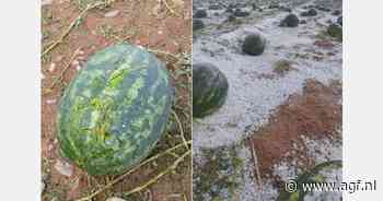 Hagelstorm treft Zagora en vernietigt watermeloenplantages