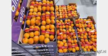Eerste Griekse abrikozen geoogst