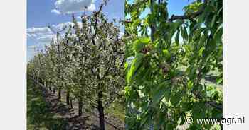 Vorst treft steenfruitteelt in Moldavië