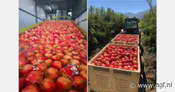 Jan Harmsgat zet in op vernieuwing in granaatappelteelt