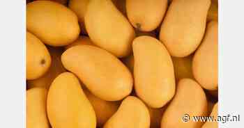 "Europese consument kennis laten maken met gele mango's zoals Ataúlfo"