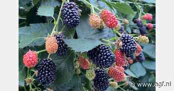 Startschot voor het Belgische bessenseizoen