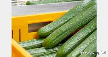 Komkommerprijs vindt weg omhoog, tomaat en paprika blijven achter