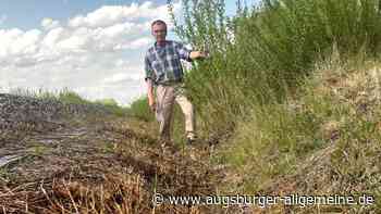 Gehölz zurückgeschnitten: Mäharbeiten am Bahndamm bringen Naturschützer auf die Palme
