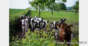 Boerderij Het Lansingerland schakelt om naar biologisch en start met agroforestry