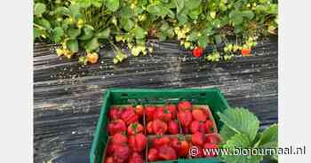 “De grootste uitdaging in biologische aardbeien is afzetzekerheid”