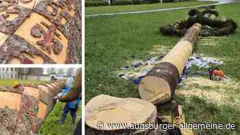 „Mich macht das unfassbar wütend“ – Wer hat den Maibaum von Ottobeuren angesägt?