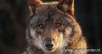 Versneld besluit in Europa over het jagen op de wolf