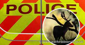 Deer 'humanely killed' after stopping A41 traffic