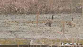 Millions of migrating birds pass through southwestern Ontario. Here's how researchers are tracking avian flu