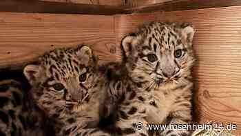 Zuckersüßes „Gemischtes Doppel“: Schneeleoparden-Nachwuchs im Salzburger Zoo
