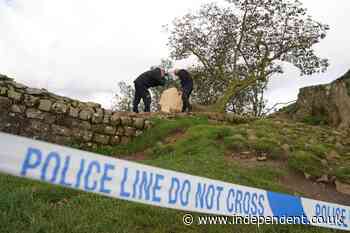 Sycamore Gap accused claimed it was ‘just a tree’ after public outcry over felling