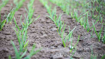 Bonenvlieg rukt op, effectieve middelen weg