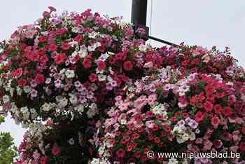 Minder bloemenmanden in straatbeeld: “We willen duurzamer te werk gaan”