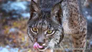 Lynx ontsnapt uit dierentuin: 'Niet zelf benaderen'