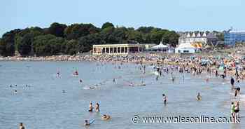Unexpected creature washes up on Welsh beach