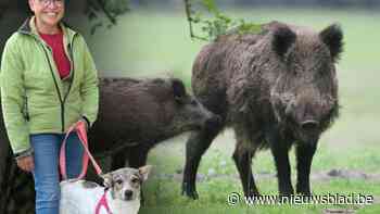 Everzwijnen met biggen gespot in Muizenbos in Ranst: “Zerotolerantie voor wilde varkens hier”