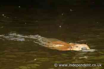 ‘Very chill’ wild beaver filmed on river after return of species to UK after 400 years