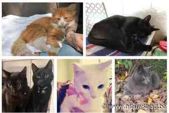 Eén van zes vermiste katten teruggevonden aan Donkmeer