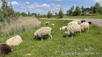 Antwerpse Stadsherder laat schapen grazen op brugtaluds in Oelegem