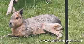 'Near threatened' Argentinian animal rescued from Herts garden