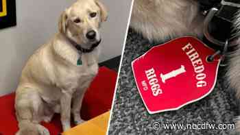 Midlothian firehouse dog missing since Friday found dead, officials confirm