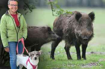 Everzwijnen met biggen gespot in Muizenbos in Ranst: “Zerotolerantie voor wilde varkens”