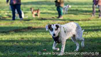 Braunschweig: Was passiert mit Hundewiesen in der Stadt?