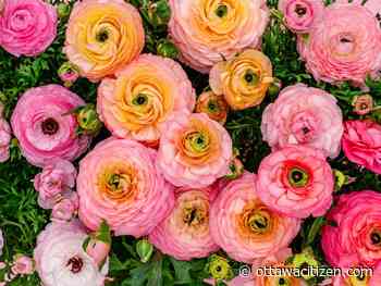 The city gardener: For instant colour, just add annuals