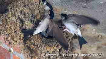 Mitmachen bei der Stunde der Gartenvögel