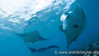 So schwimmen Mantarochen energiesparend