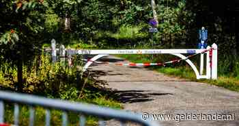 Gelderland geeft vergunning voor doden ‘probleemwolf’ die hardloopster beet