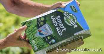 Amazon cuts price of lawn seed that grows 'beautiful grass' that's 'healthy and thick'