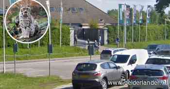 Lynx ontsnapt uit Eindhoven Zoo: ‘Het is nog maar een jonkie’