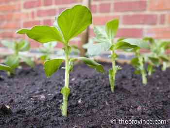 Soil thermometer is a helpful guide for timing vegetable planting