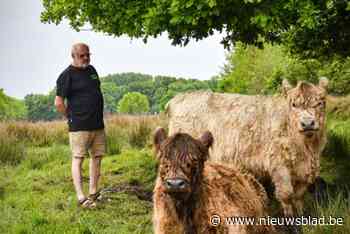 Koeienfluisteraar Ivo (74) zoekt vrijwilligers voor kudde Galloways: “Geduld nodig om het vertrouwen van de dieren te winnen”